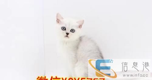 猫舍直销家养纯种金吉拉多只可选健康双血统包售后