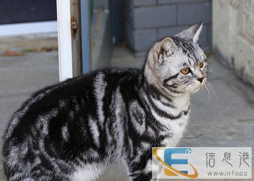 虎斑猫 低价销售保健康疫苗做好可预定可签协议合同