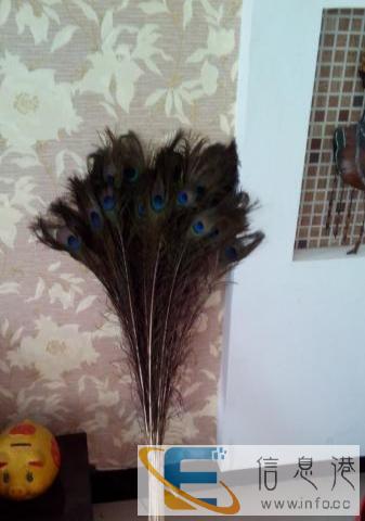 全新孔雀羽 家装摆设