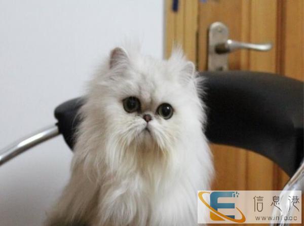 金吉拉猫 限时特价 火爆出售 纯种健康包售后