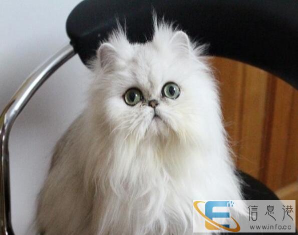 金吉拉猫 纯种保健康包活可预定可签协议合同包邮