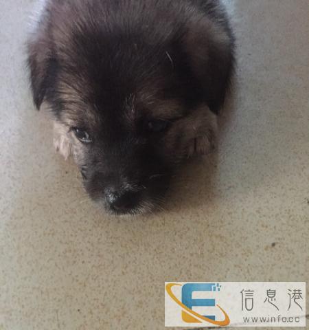 免费赠送蝴蝶犬串串