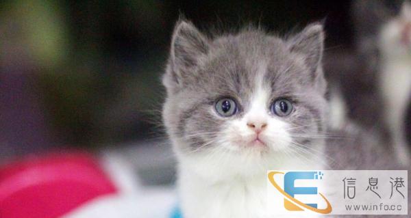 v 出售美国短毛猫美短加白起司猫英短蓝猫渐层家养