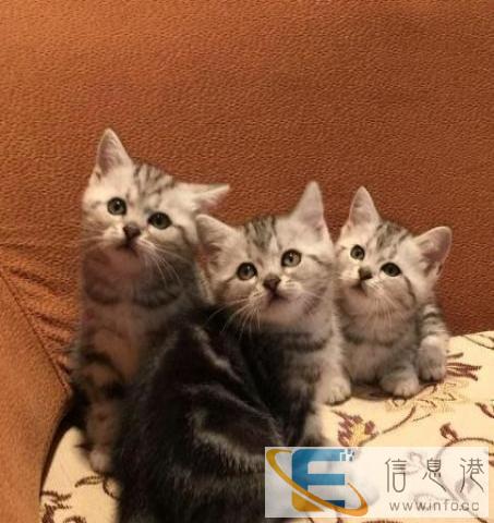 专业猫舍繁育纯种精致短毛猫健康可爱 可签订售后协议