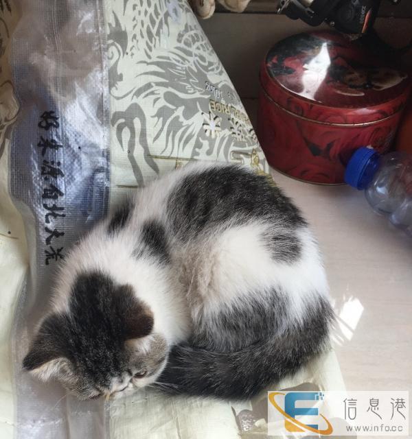 寻找丢失的一只3个月大的加菲猫