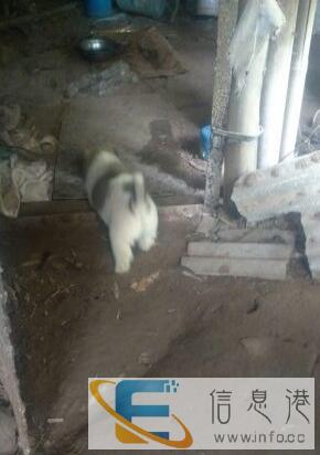 赠送4只宠物小狗狗