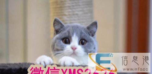 专业繁育纯种英短蓝猫 蓝白 疫苗和驱虫已做保证健康