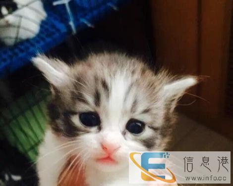 刚满月的长毛猫