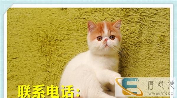 红白异长加菲猫宠物异国短毛猫超级粘人活体猫 加菲猫 咖啡猫幼