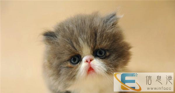 出售大眼可爱小波斯猫健康活泼聪明毛量厚的波斯猫