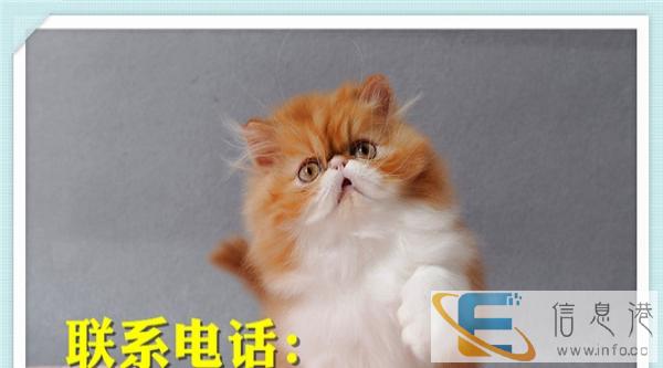 出售重点色波斯猫纯种波斯猫幼猫 宠物猫全白色波斯猫包邮出售重