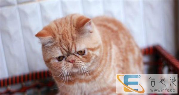 加菲猫幼猫活体 纯种加菲猫宠物活体加菲猫幼猫纯种母