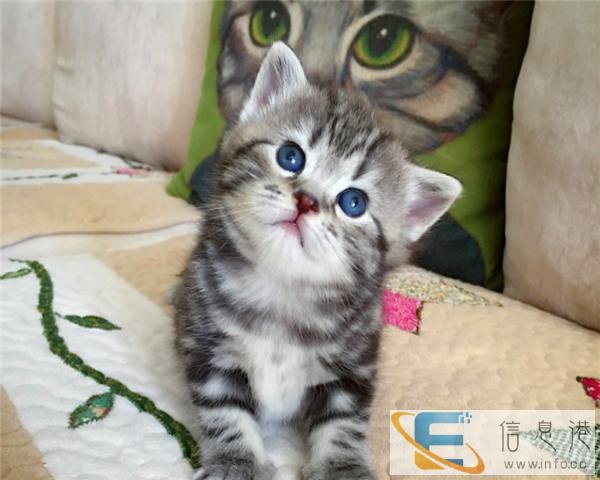 出售美短加白 纯种美短宠物猫活体 美短幼猫纯种银虎斑美短纯种