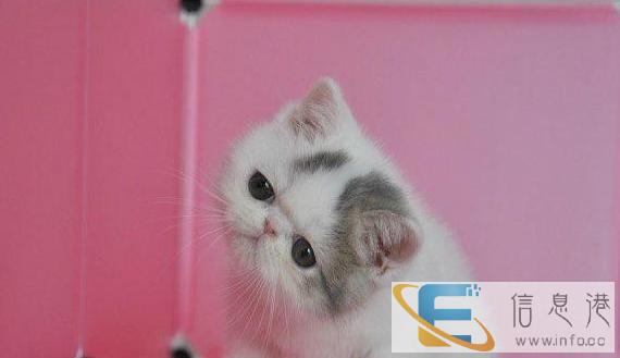 猫舍专业繁殖出售加菲猫 疫苗已做包健康