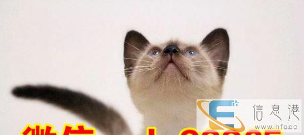 出售挖煤工暹罗幼崽纯种健康售后有保障