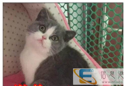 特价蓝猫 疫苗 驱虫已做低价出售 很萌很可爱 保证健康