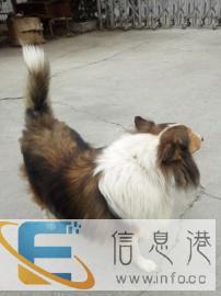 三岁的苏格兰牧羊犬公犬