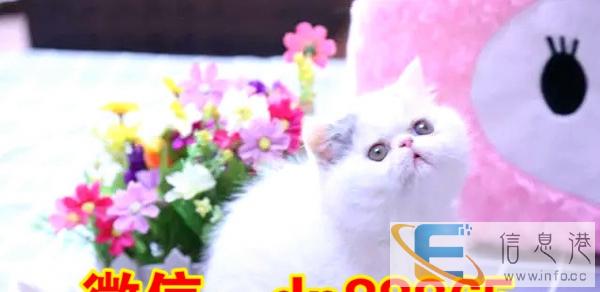 出售高品质,蓝猫等 超级可爱,随时来挑选