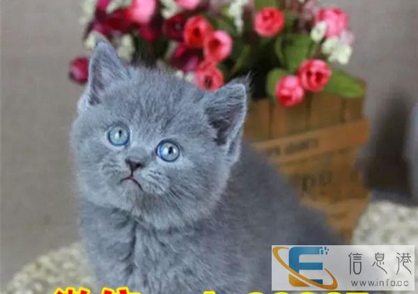 纯种蓝色英国短毛猫后代 蓝猫 健康保证质量出售中