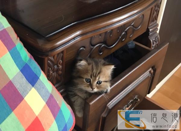 纯种金吉拉mm找主人