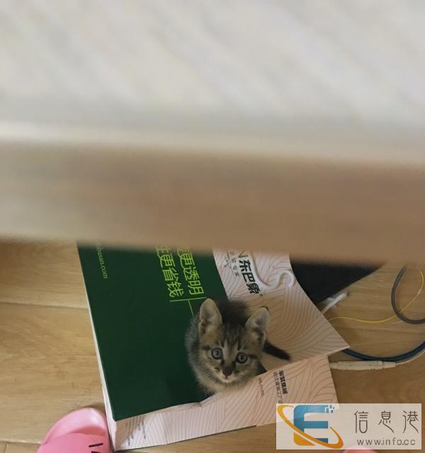 给我的猫咪找个有爱心的主人