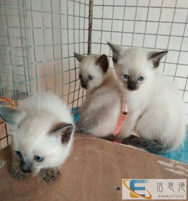 小暹罗猫,便宜出售,可小刀