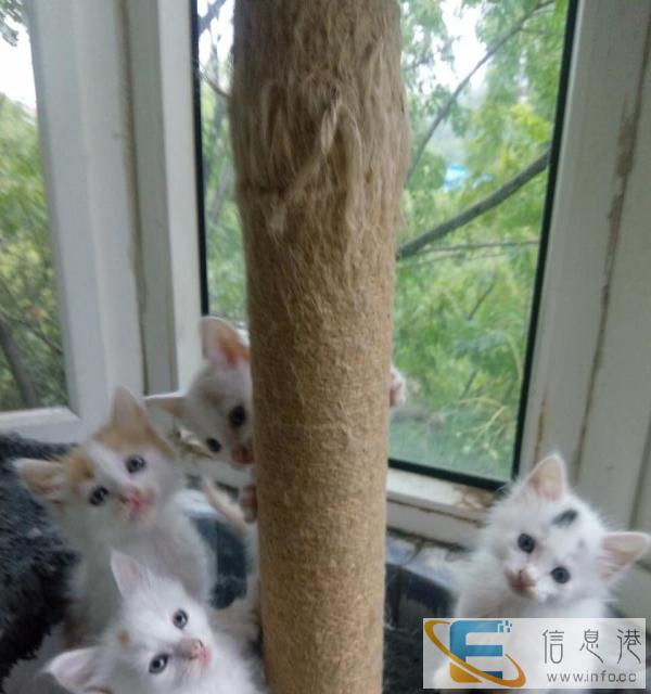 家养四只小奶猫满月啦