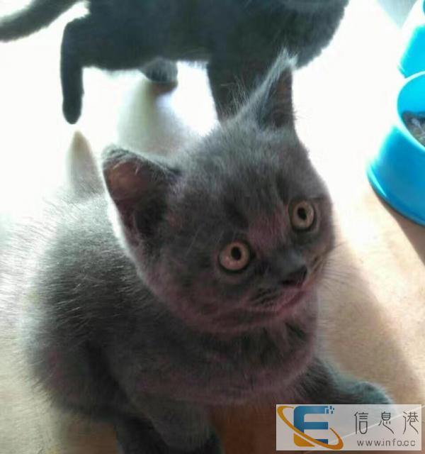 英短蓝猫出售