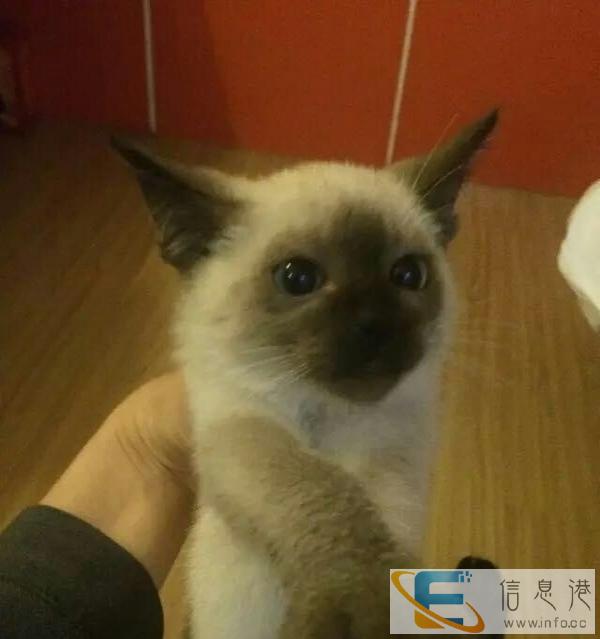 暹罗猫自家家养