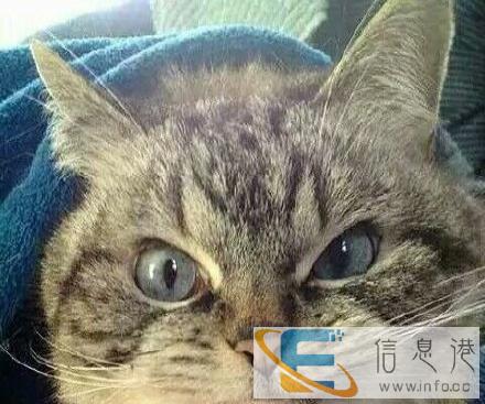 就一只家猫,大猫小猫都可以