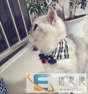 家养高品相反祖折耳猫低价出