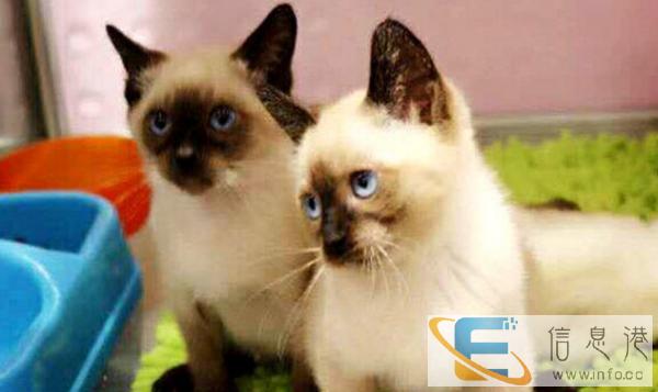 家养一窝超萌暹罗猫幼崽一窝,家养小猫,萌到哭,小猫