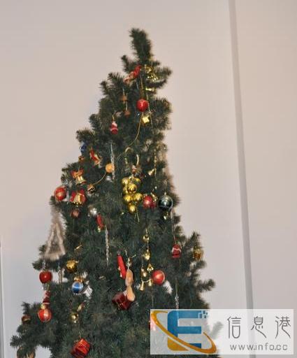 自家圣诞树转让