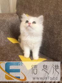 2月金吉拉，1手，价格不贵