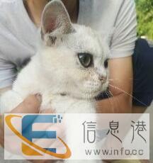 家养英短渐层弟弟妹妹找新家