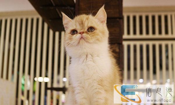 猫舍美国短毛猫银渐层折耳猫金吉拉加菲猫波斯猫