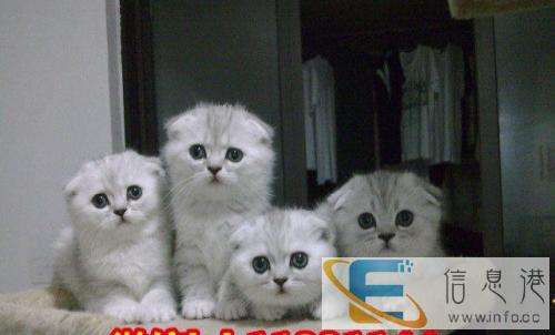 超萌活泼可爱苏格兰折耳猫 火爆出售价格合理性格温和