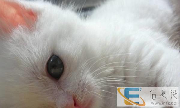 可爱乖巧猫咪赠送