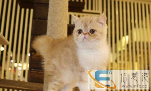 家养纯种蓝猫 加菲 银渐层 优惠大酬宾