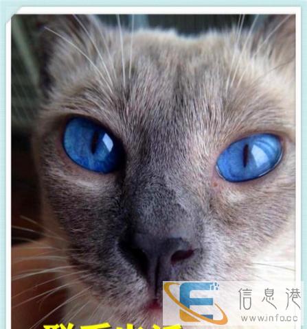 今天付款包邮,纯种暹罗猫 蓝眼睛 重点色海豹色 暹罗猫咪 活