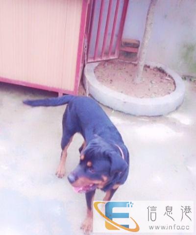 8个月罗威纳出售 疫苗齐全 已驱虫