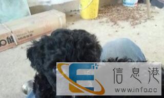 出售黑贵泰迪宝宝