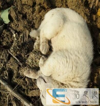 家里有事,狗狗求领养