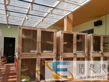 英短美短加菲布偶全品项种公对外借配 英短美短加菲布偶全品项种公对外借配