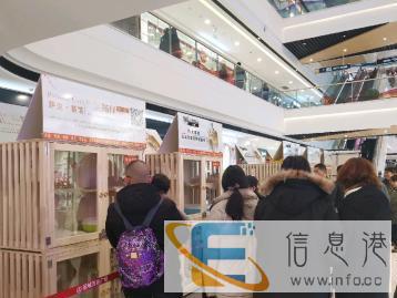 英短美短加菲布偶全品项种公对外借配 英短美短加菲布偶全品项种公对外借配