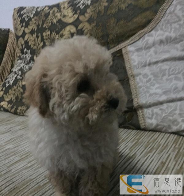 俩个月的小泰迪换只加菲猫、蓝猫或者出售