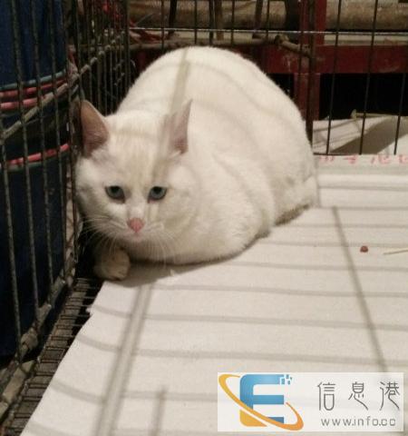 正统波斯猫 贵族玩具