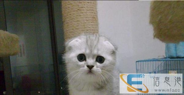 萌萌哒折耳猫出售、可爱呆萌、靠谱家长快来挑选