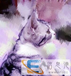 美短虎斑和加白配的,四月中旬生,现在预定有惊喜相送