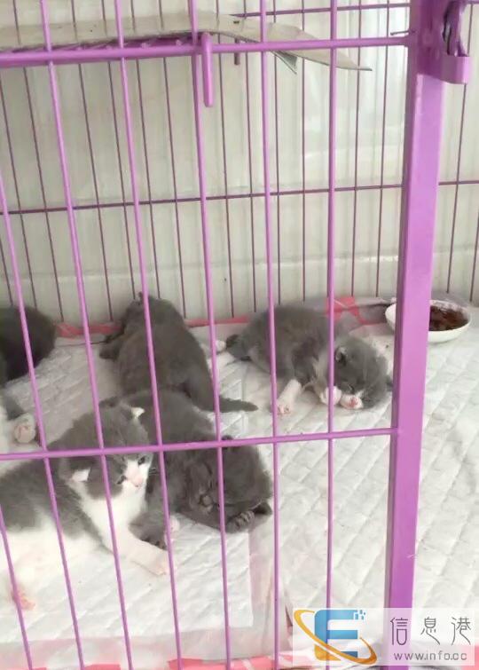 蓝白小宝宝特价出售